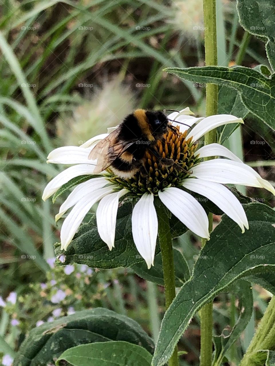 Bee on echinacea 