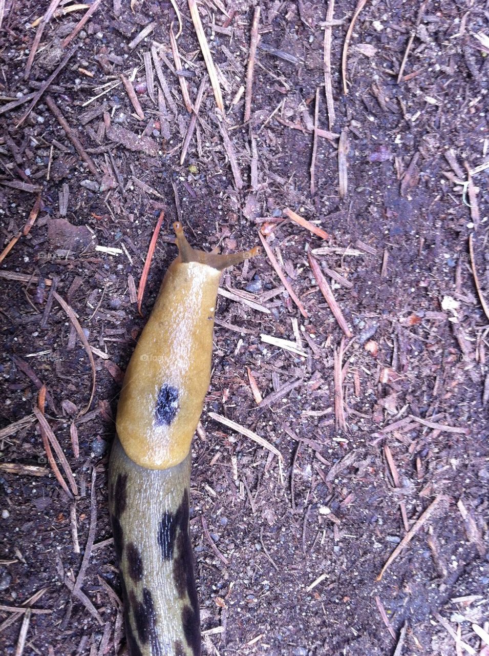 Slug