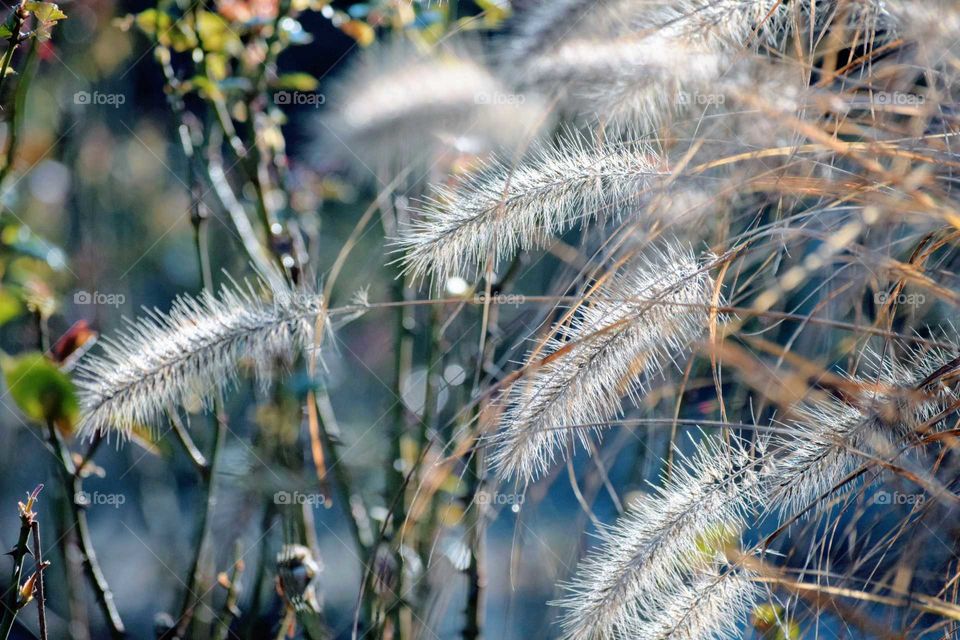 Close-up of grass