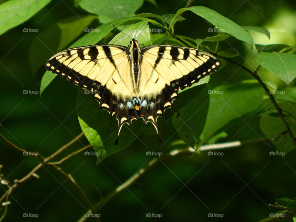 yellow butterfly on leaves