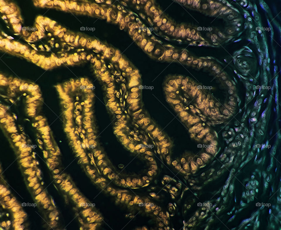 Microscopy Cells