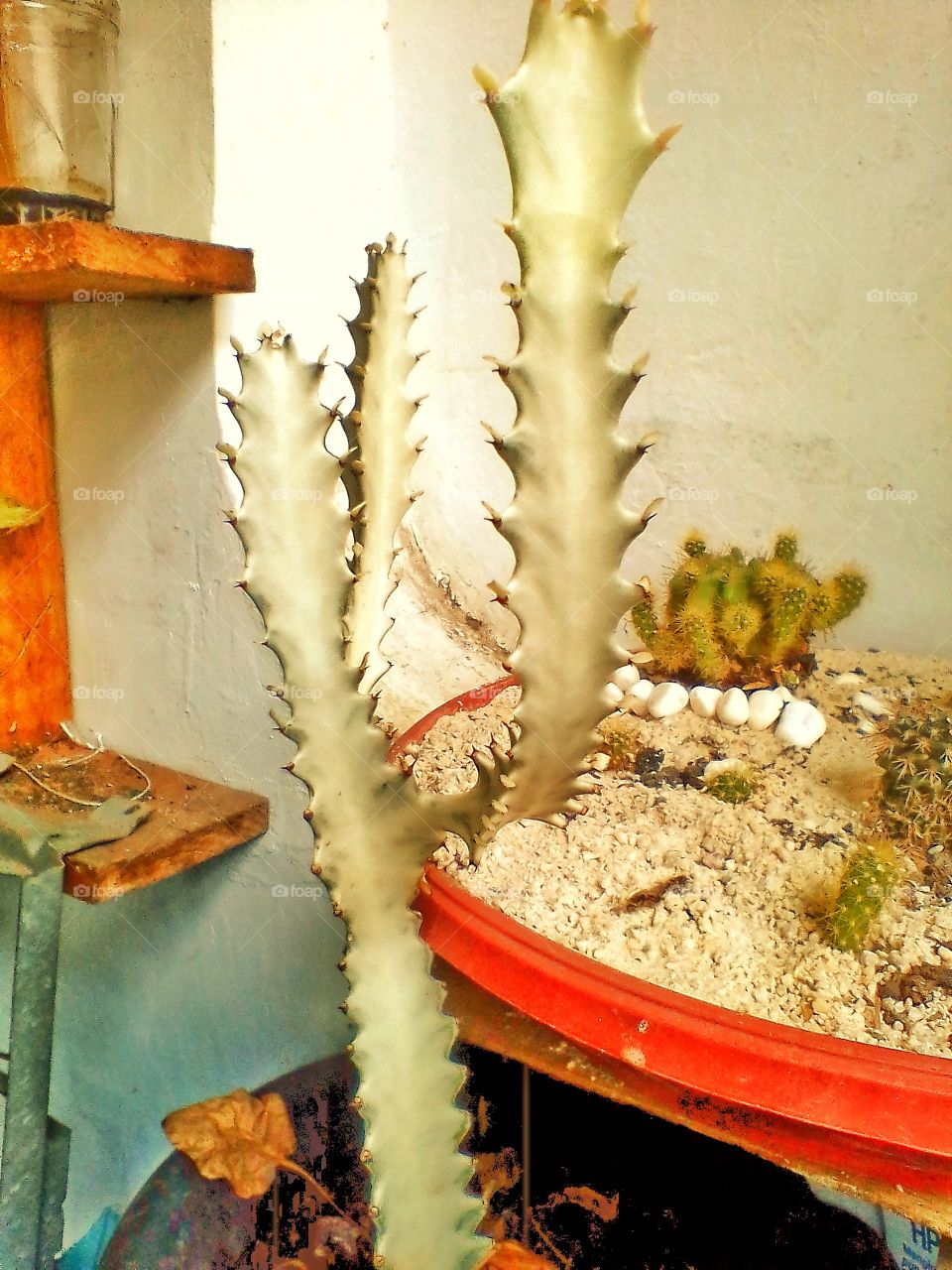 Potted cactus plants in front of the house