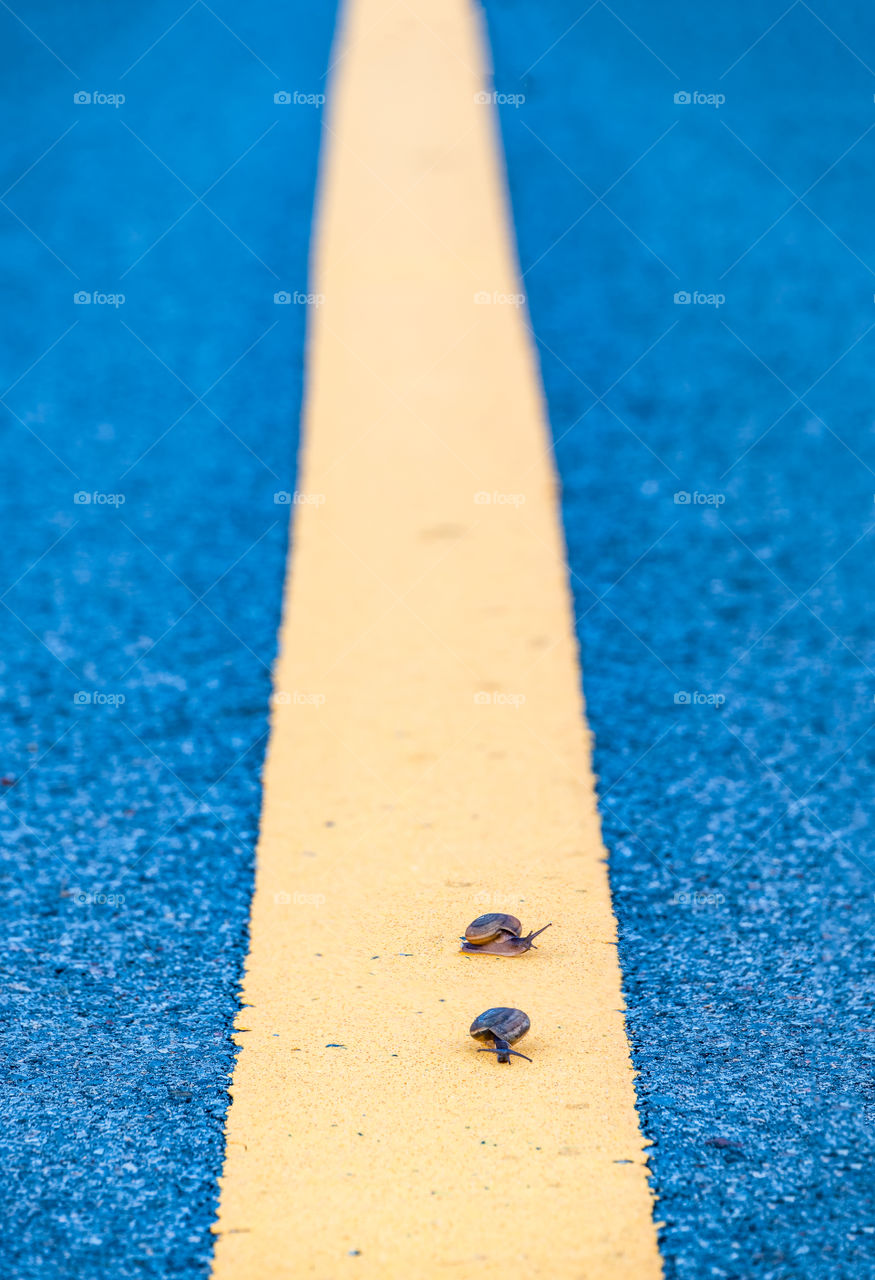 Snail racing