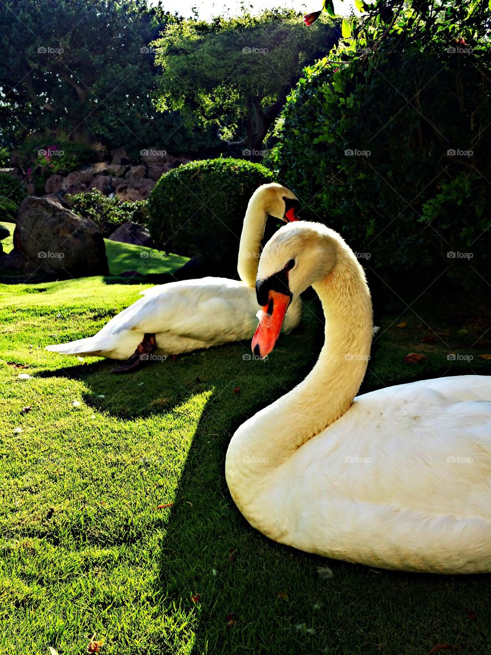 Swan. Swan