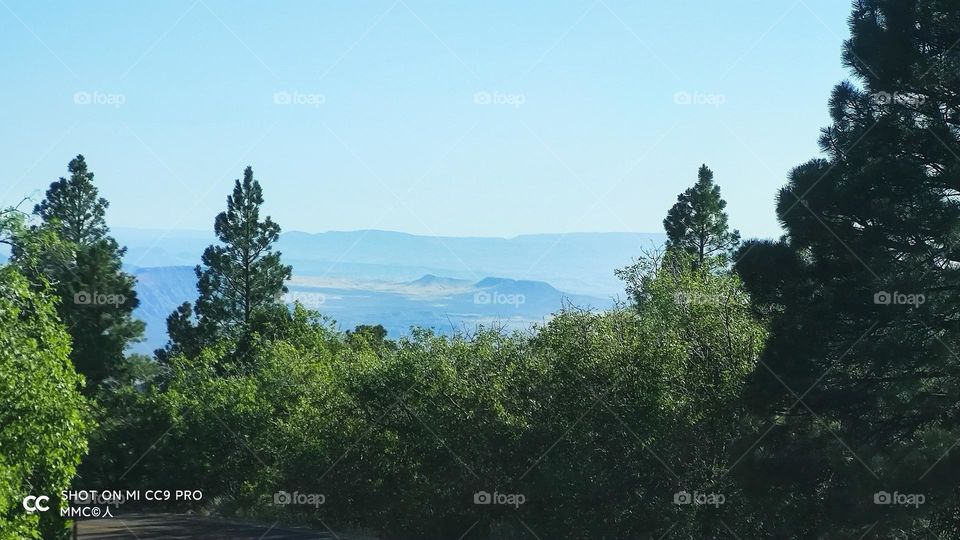 trees and forest series