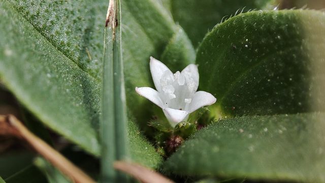 White flower