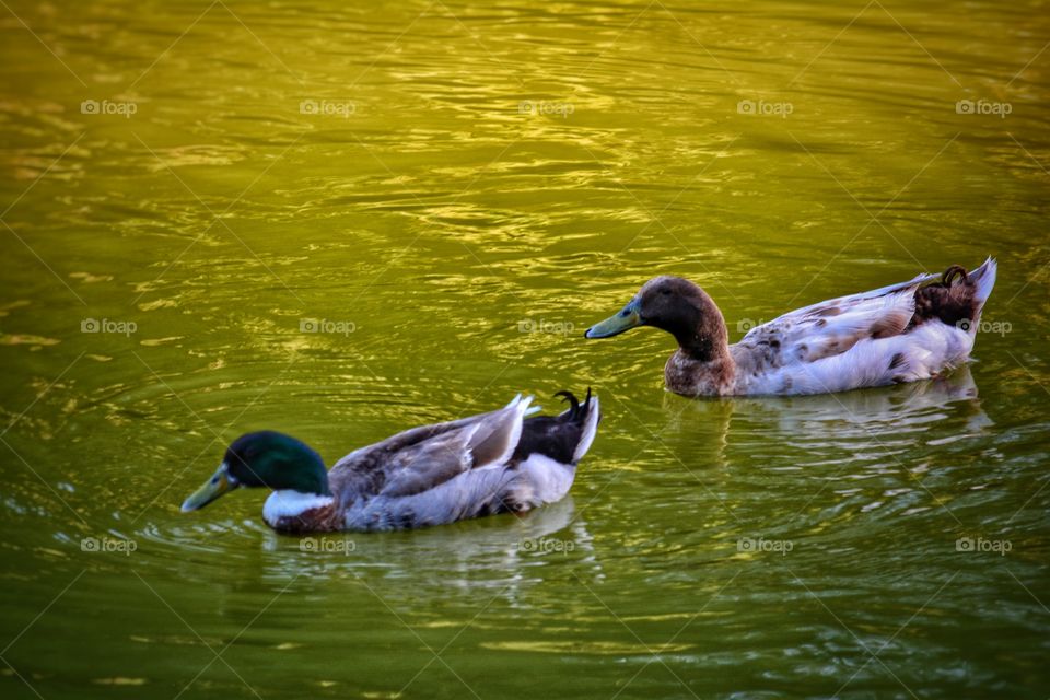 Quacking around