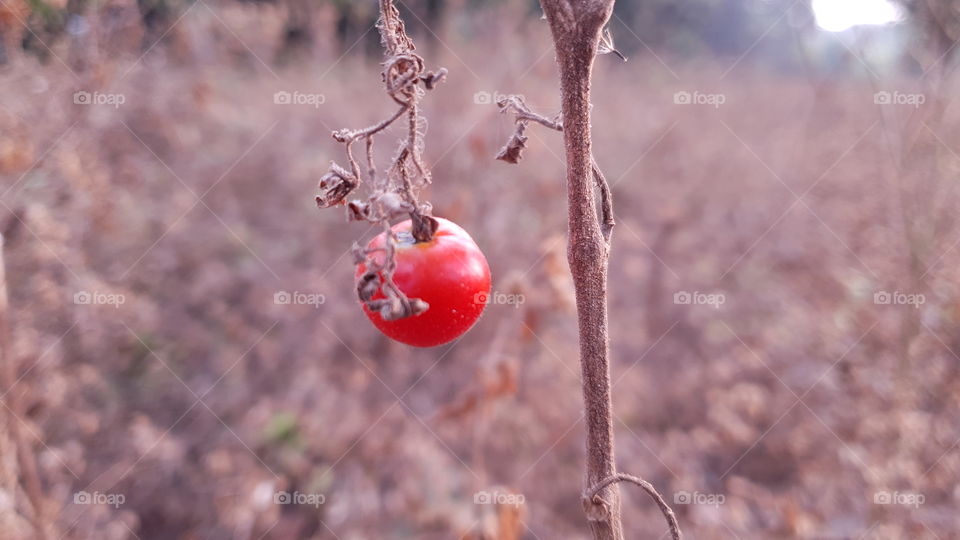 small red tomato