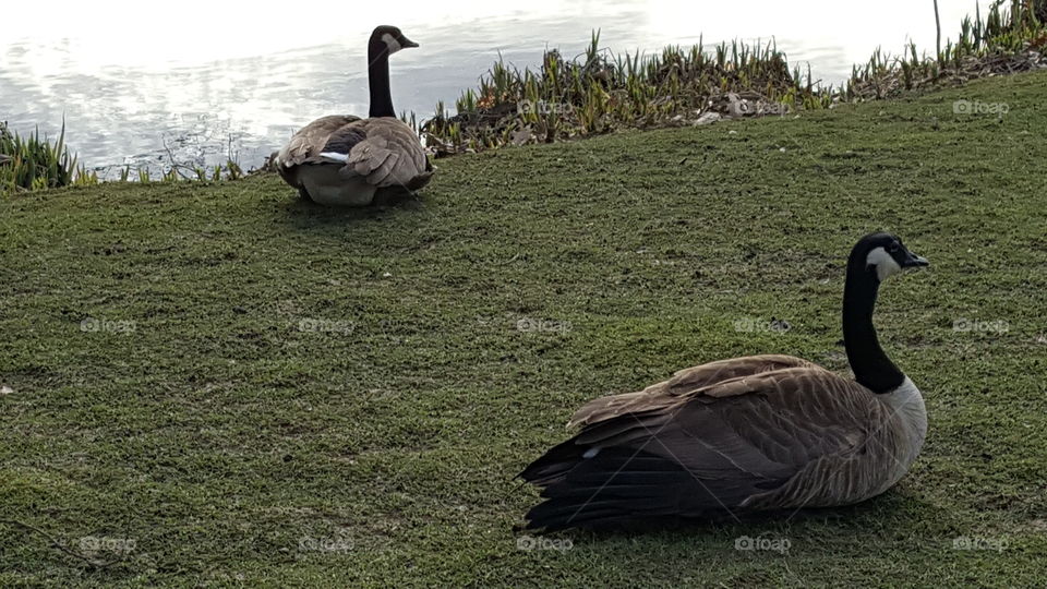 Canada Geese