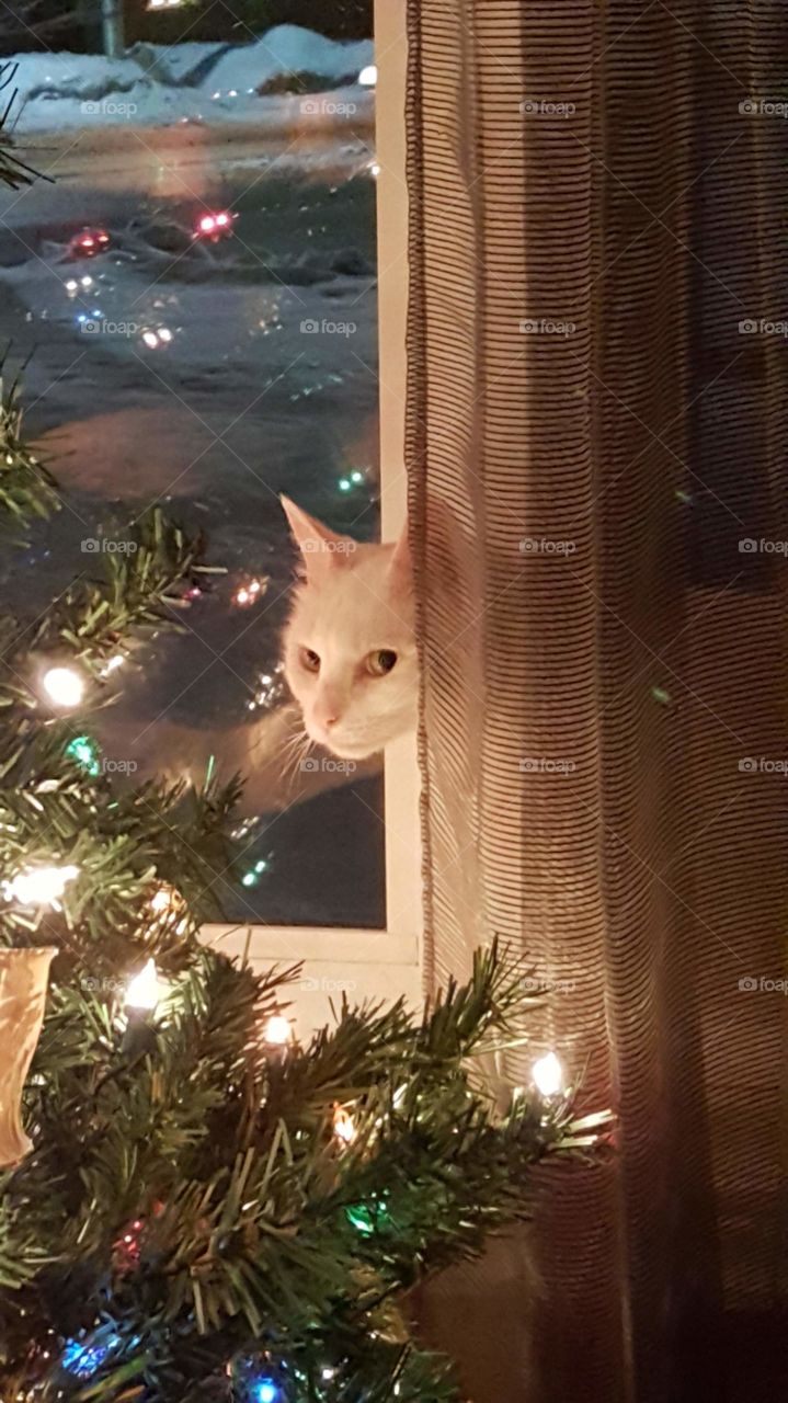 Christmas kitty