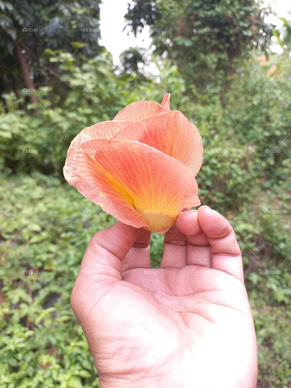 Beautiful Hibiscus tiliaceus flower in hand