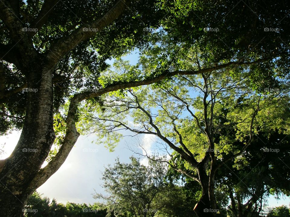 through the trees. looking skyward through oak tree branches
