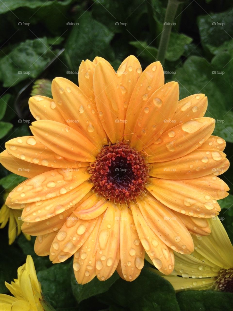 Yellow Gerber Daisy