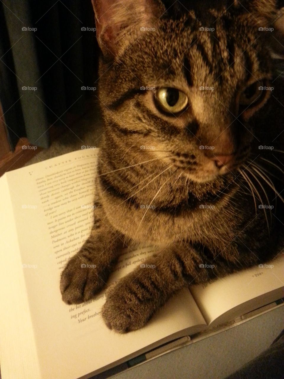 Cat Reading