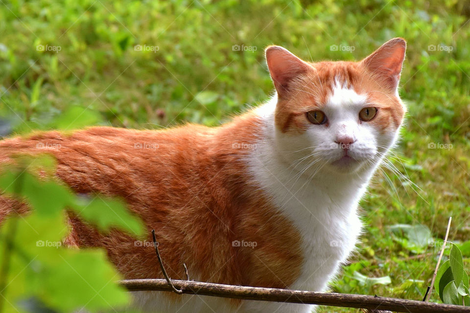 Close-up of orange cat on grass