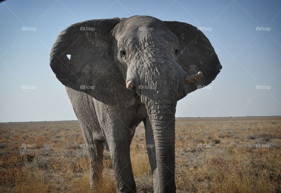 elephant
