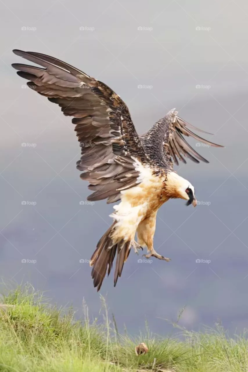 bird