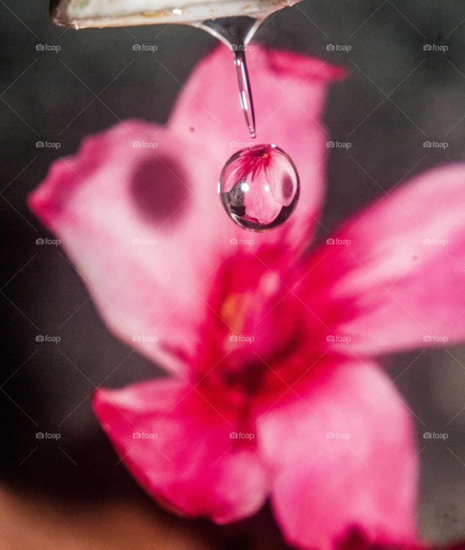 Water drop against flower