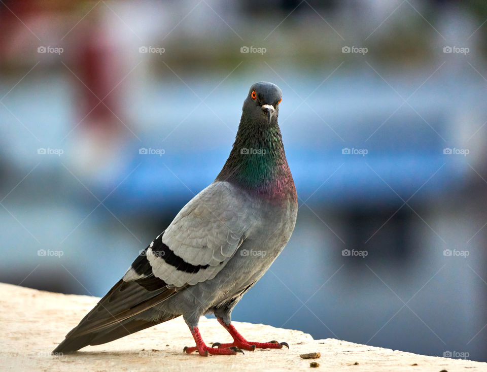 Bird Photography - Dove - curious look