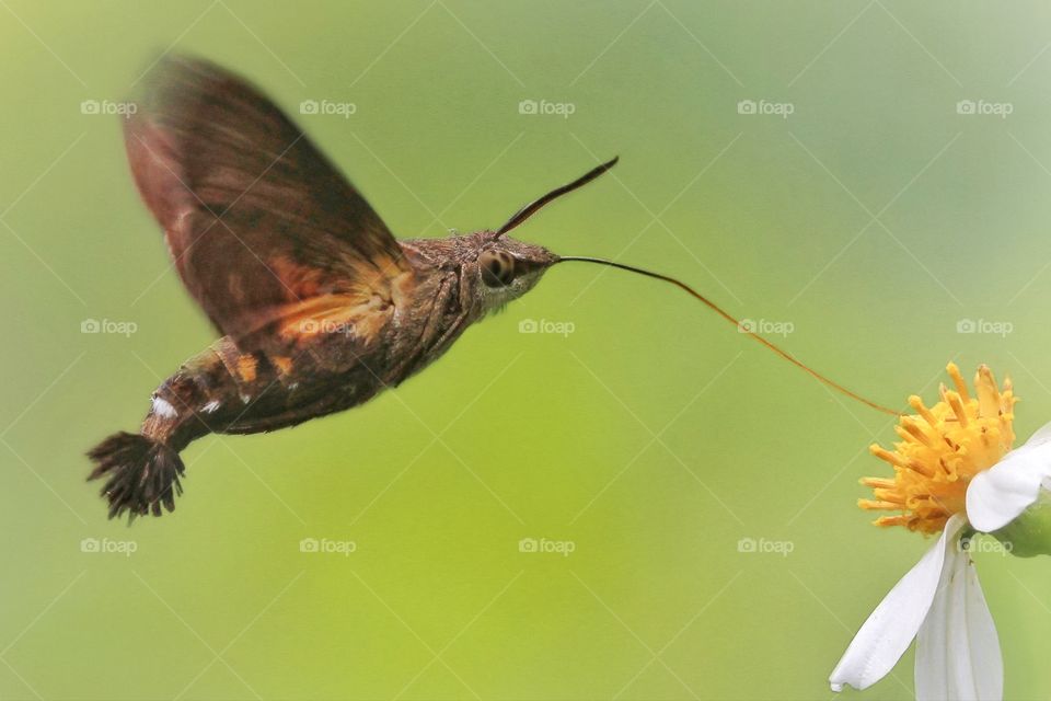 the dance of hummingbird moth is sign of springs is come