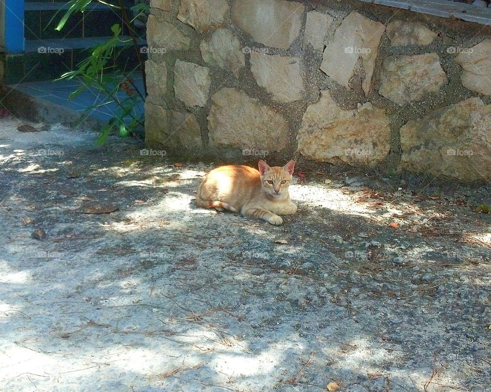 Ginger kitty on Zakynthos, Greece.