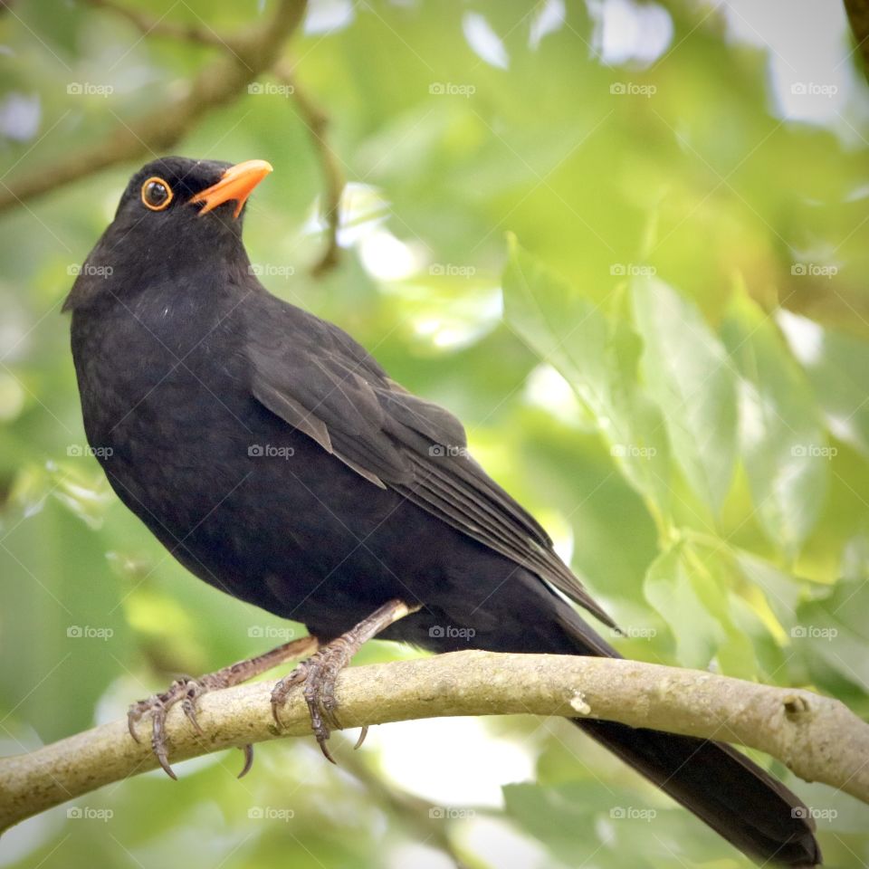 Blackbird
