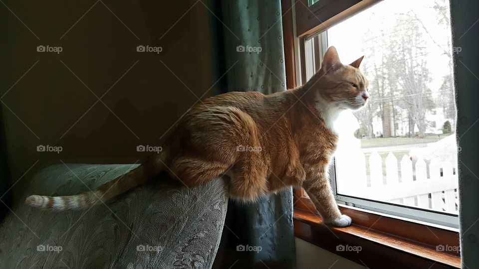 Ginger cat looking out window