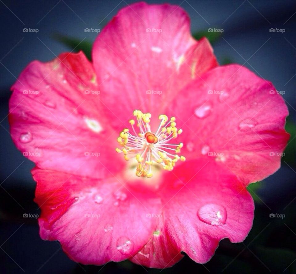 Deep pink blossom