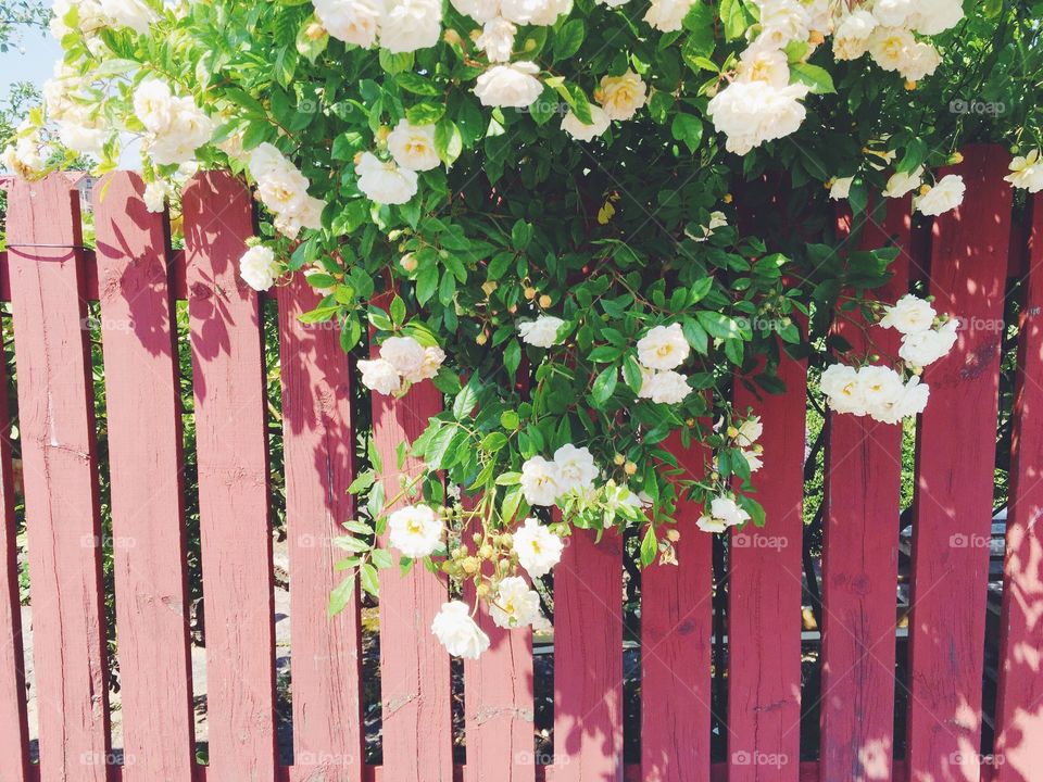 White roses against red painted wood fence 