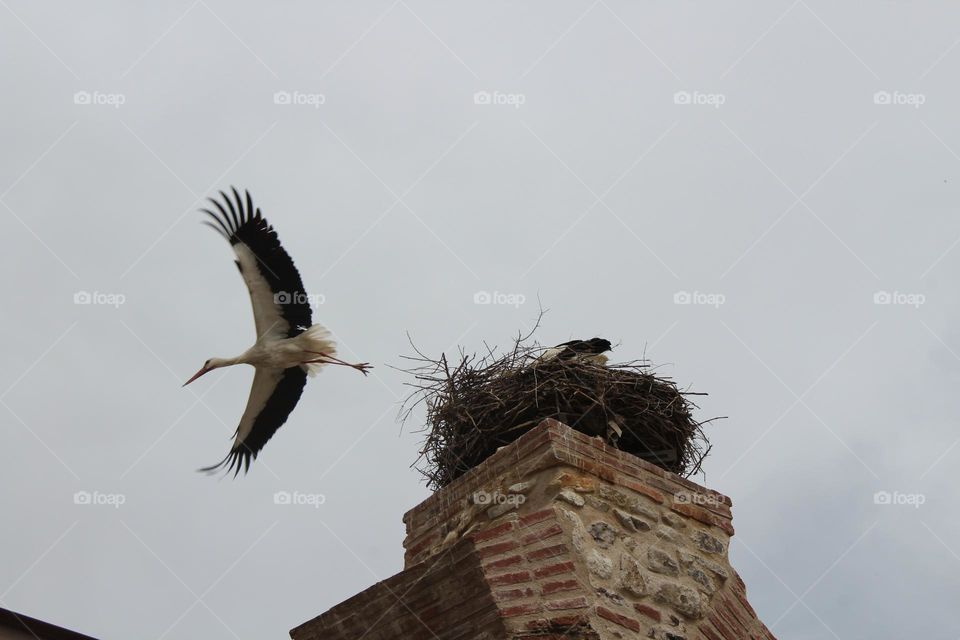 Storks are popular in Turkey, no wonder there are many stork nests among Ephesus archaeological area in Selcuk town. 