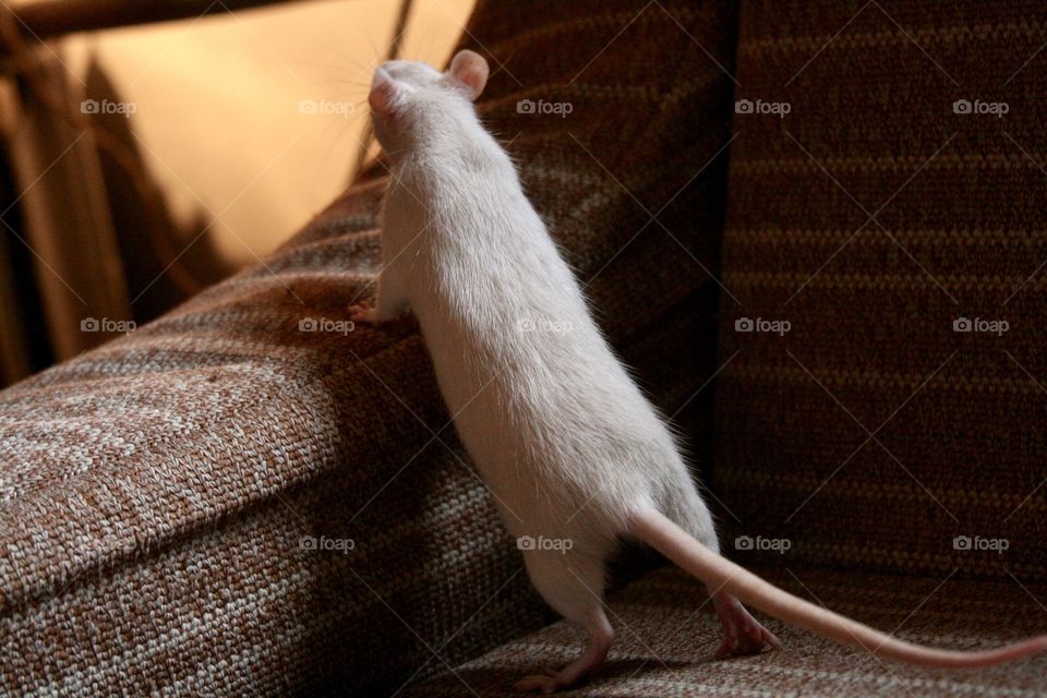 Curious White Rat