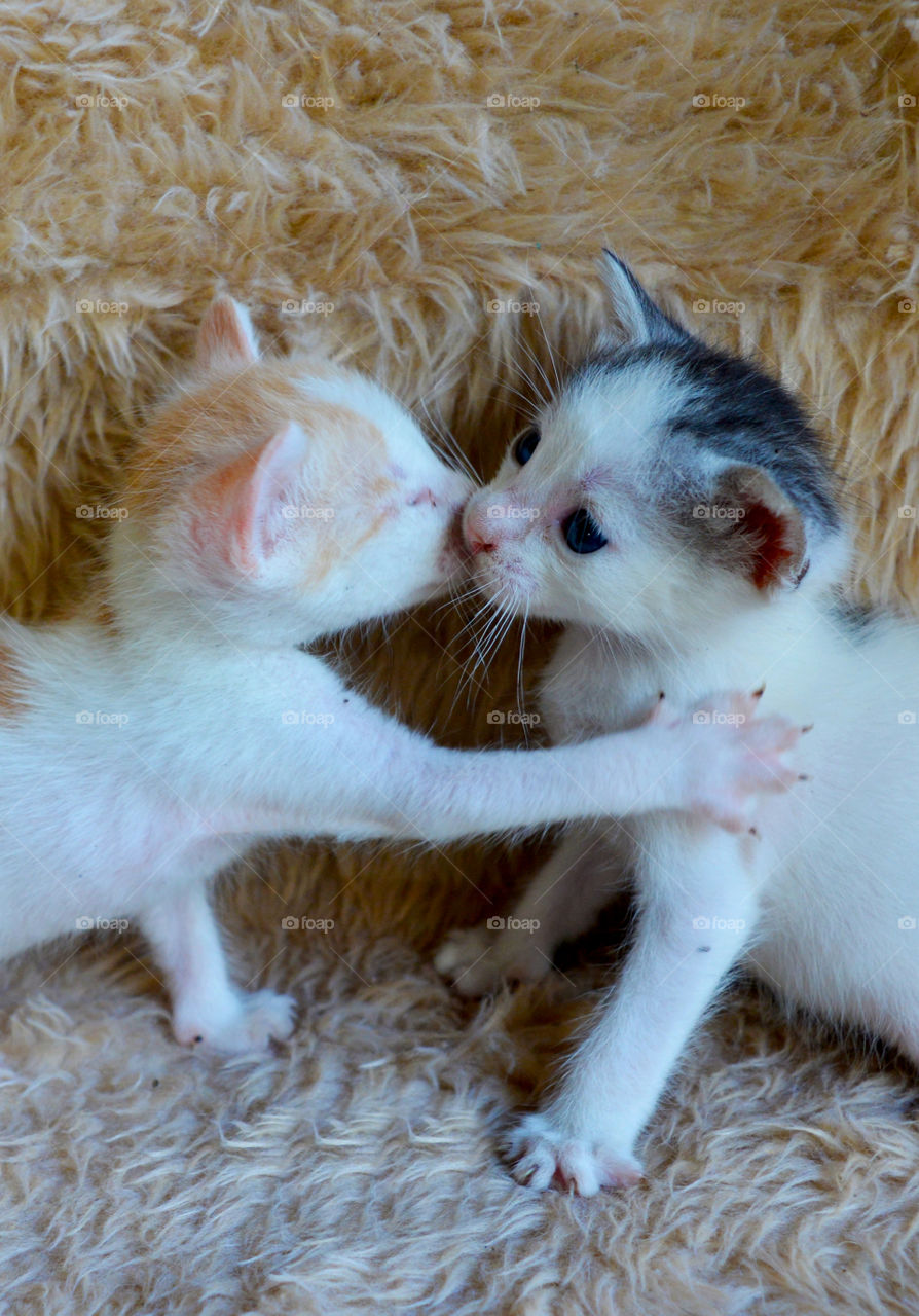 Kittens full of tenderness