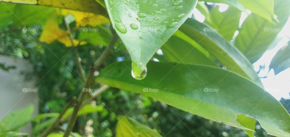 the rain had just stop but its just left the water dripping wet