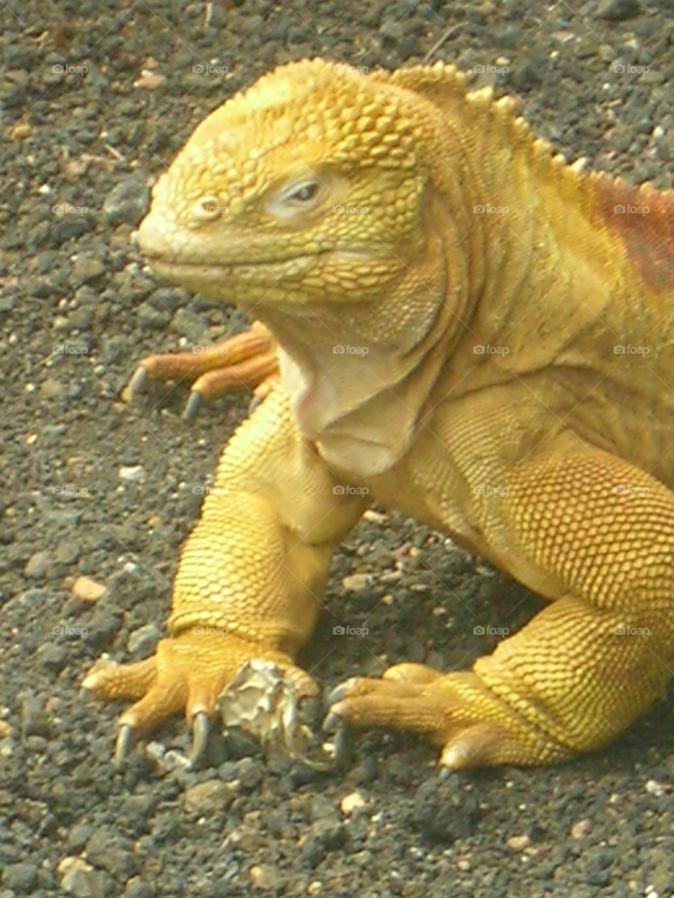 yellow iguana monster galapagos by izabela.cib