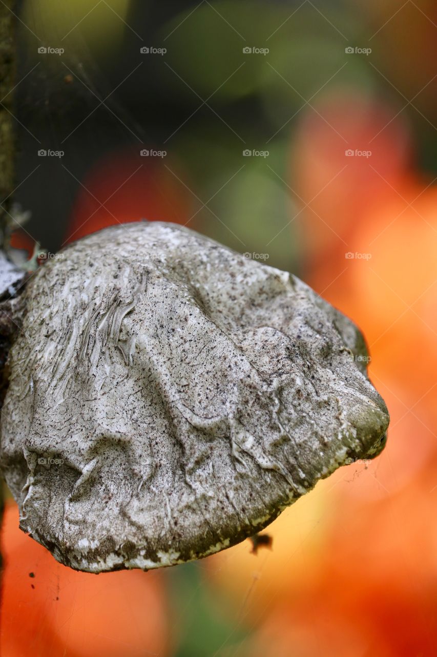 Closeup fungus growing on a tree (birch)