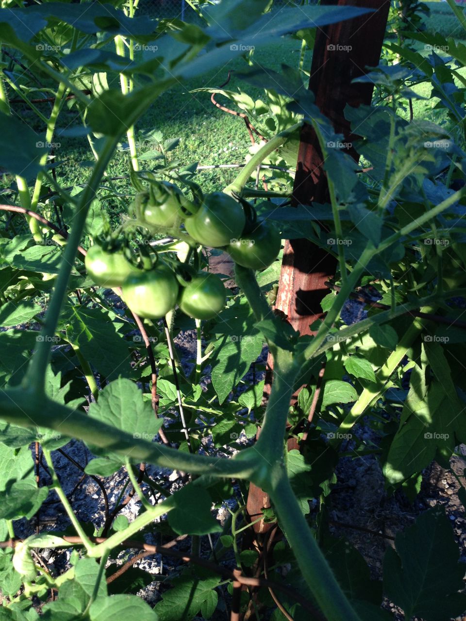 Summer tomatoes. 