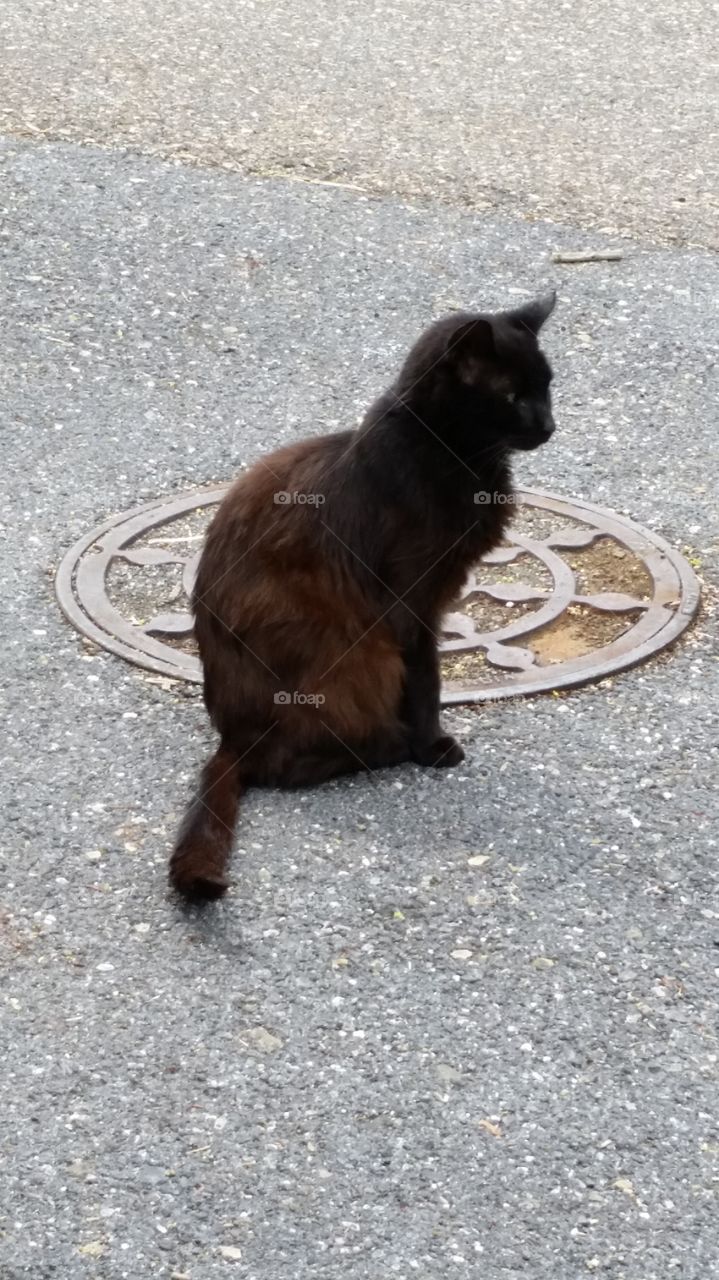 Cat in road