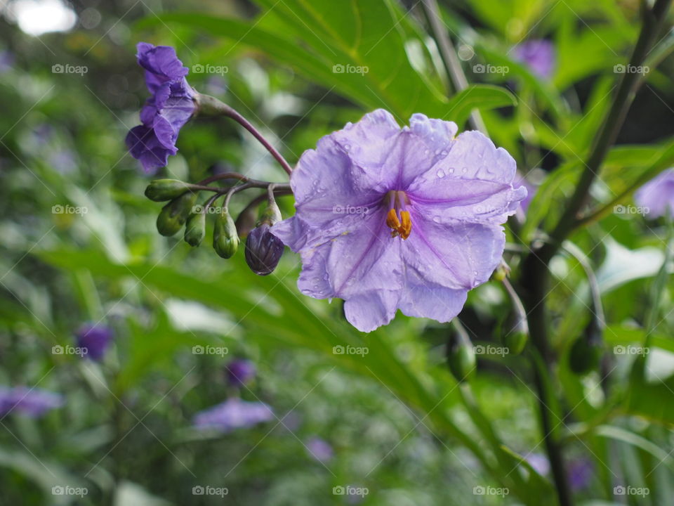 Purple flower in the rain 