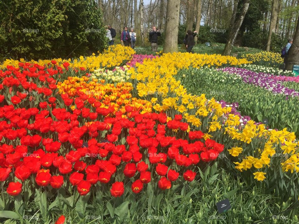 Beautiful flowers on the garden