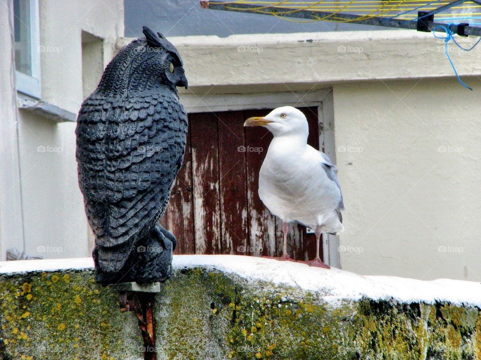 Gull and owl