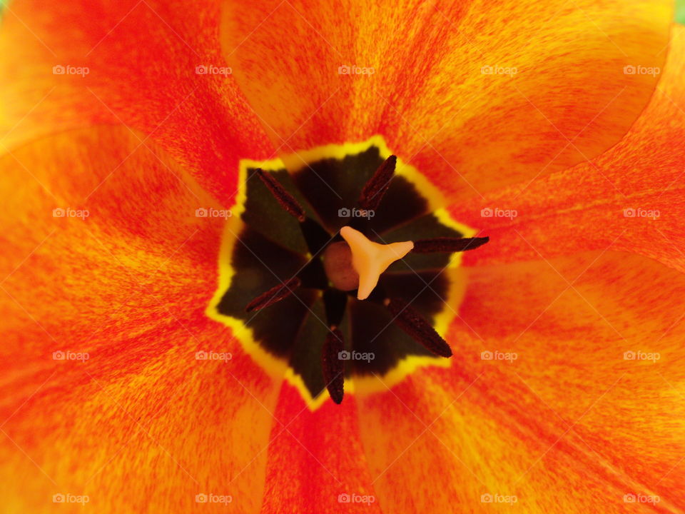 up close and personal with a flower