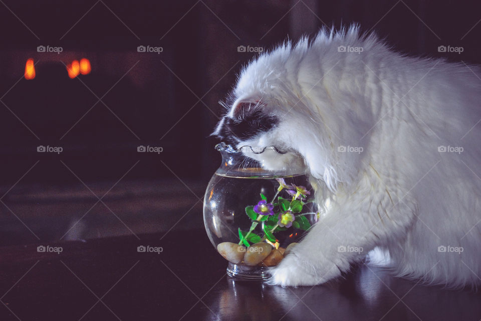 White and Black Persian Cat Getting In Fishbowl 
