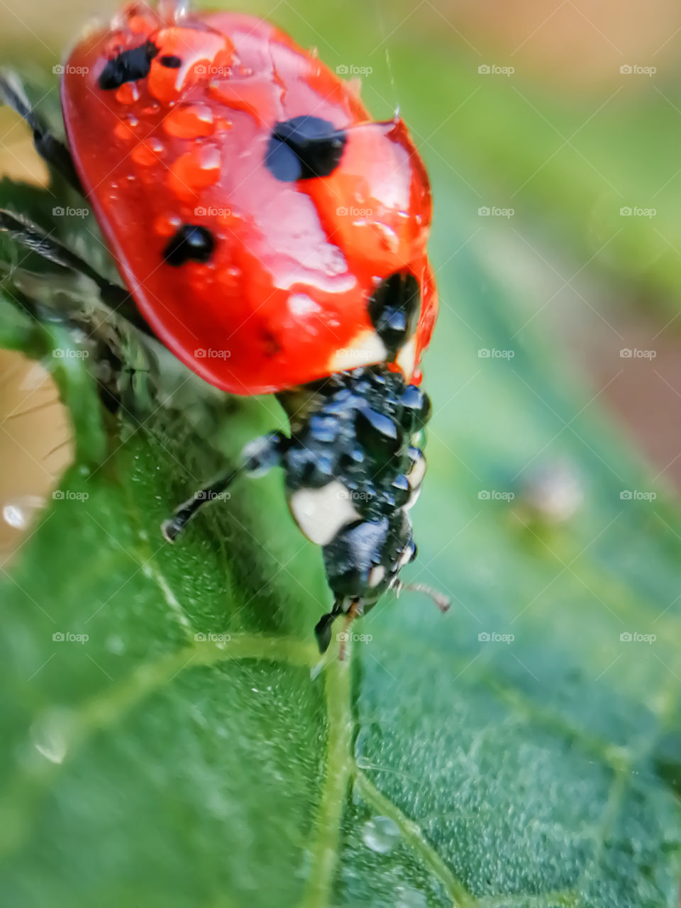 Beautiful Dew drops on ladybug in morning time.