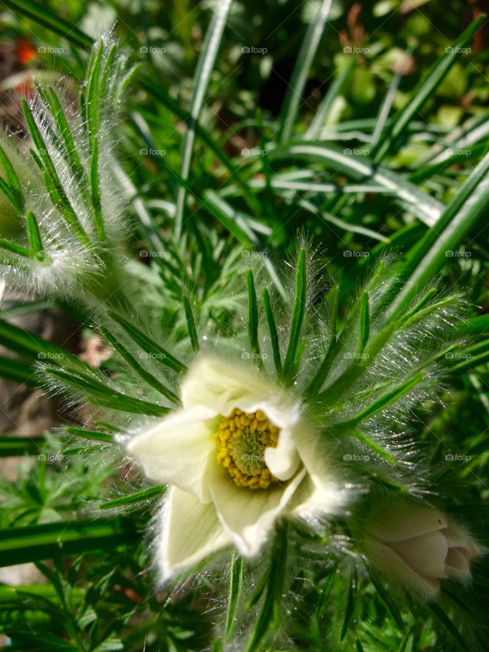 Pasqueflower
