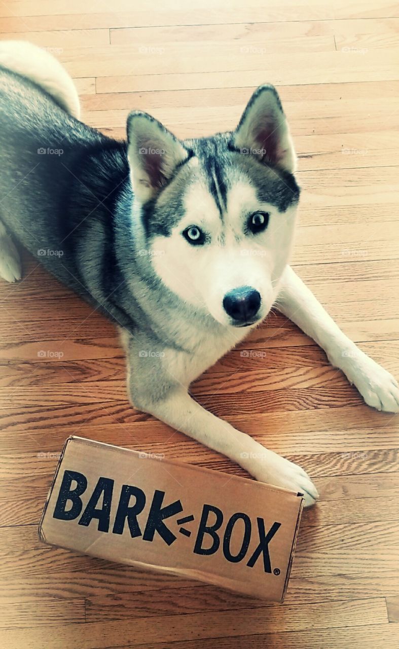Barkbox for a spoiled dog.