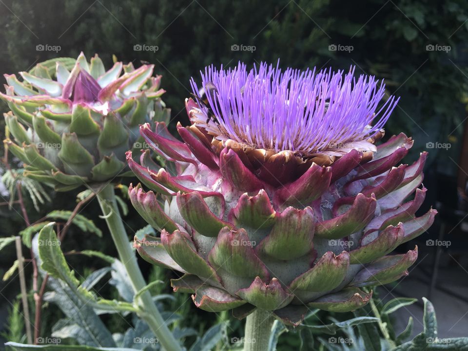 artichoke flower