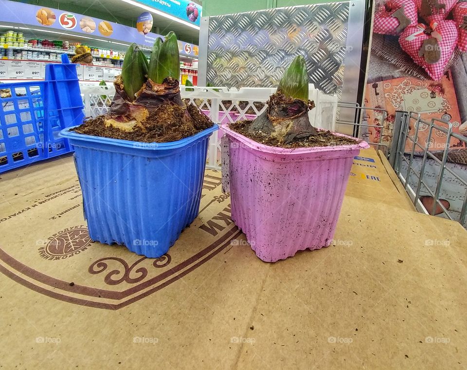 Two small plants.