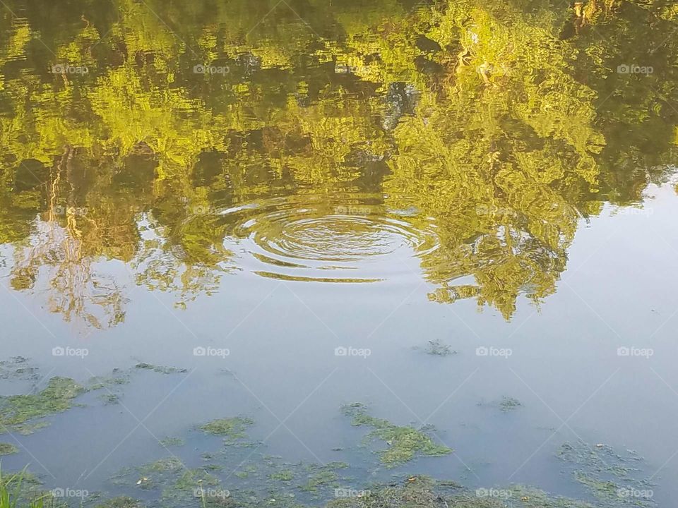 ripples in the lake