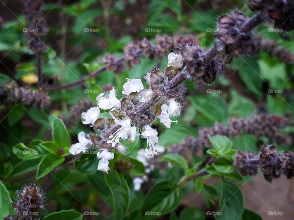 Spring time not only brings beautiful flowers but also herbs and medicinal plants for health benefits