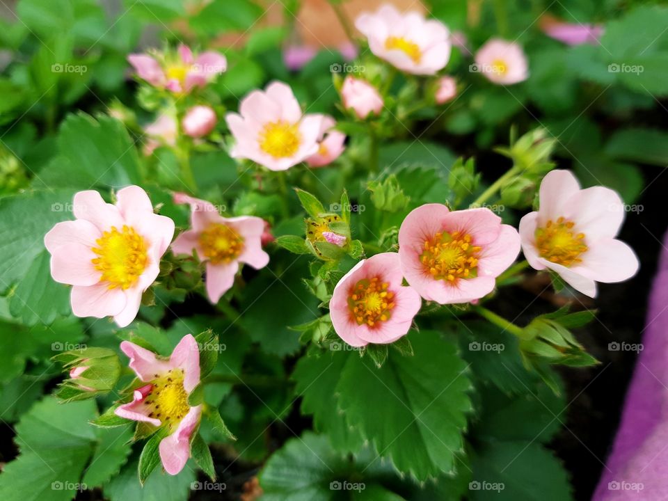 strawberry flowers